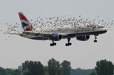 پرندگان مهاجربه هواپیمایی در فرودگاه امام برخوردند